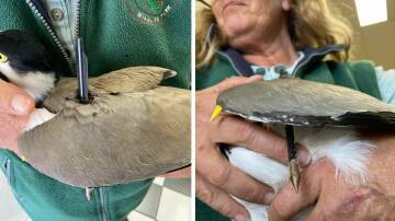 The adult male plover was shot with a crossbow bolt in Bermagui on Tuesday. Photo: Bermagui Veterinary Clinic
