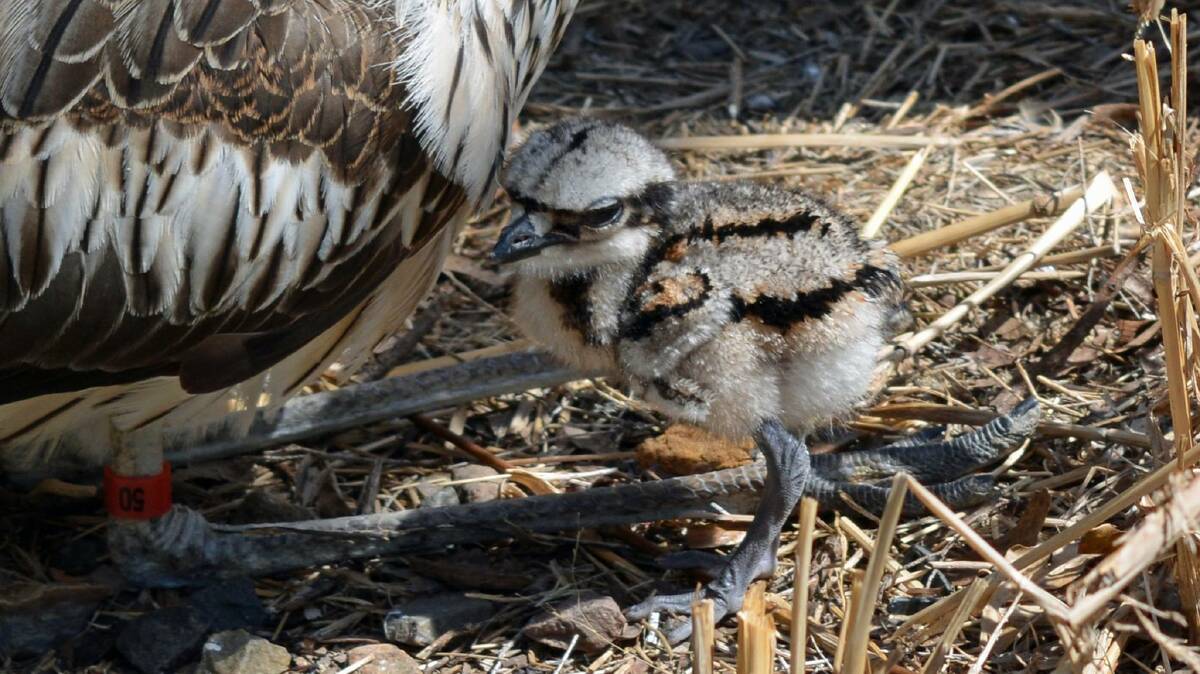 Tathra's On the Perch bird zoo has welcomed a baby bush stone curlew this week. This photo was taken on Friday by editor Ben Smyth when it was barely 30 hours old.