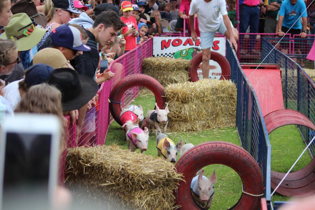 HAMMING IT UP: Piglets run an obstacle course in search of a sweet treat during the Tathra Pig Day Out on New Year's Eve.