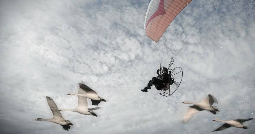 SKY HIGH: Sacha Dench - aka the Human Swan - flies a paramotor following the Bewick's swan migration from the Russian Arctic to the UK.