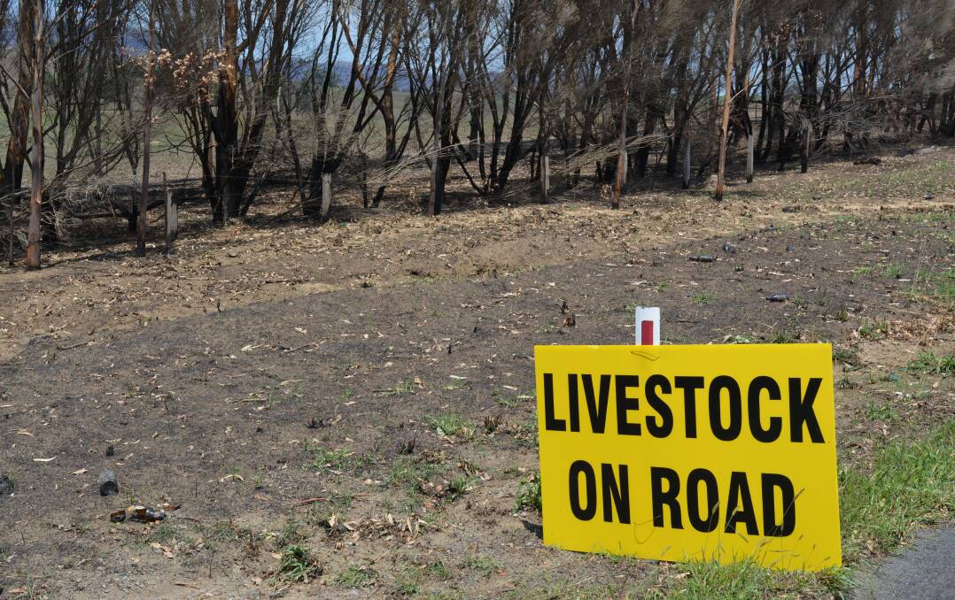 Repairing burnt and destroyed boundary fences is essential for farmer and livestock safety - and motorists'. Photo: Ben Smyth