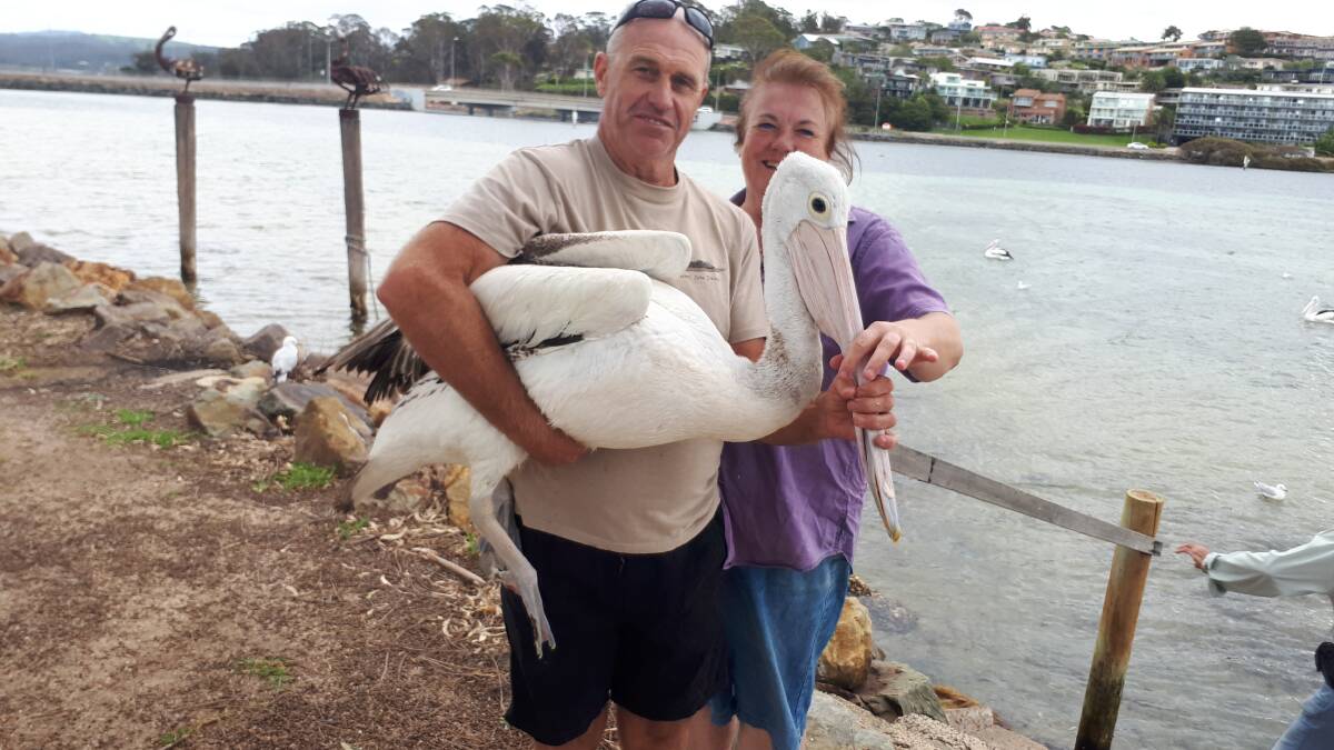 Janine Green from WIRES and John Plumb from Tathra prepare to release a pelican after she had a lure that had been caught in her chest removed. 