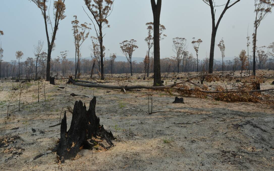 Burnt landscape at Kiah. Photo: Ben Smyth