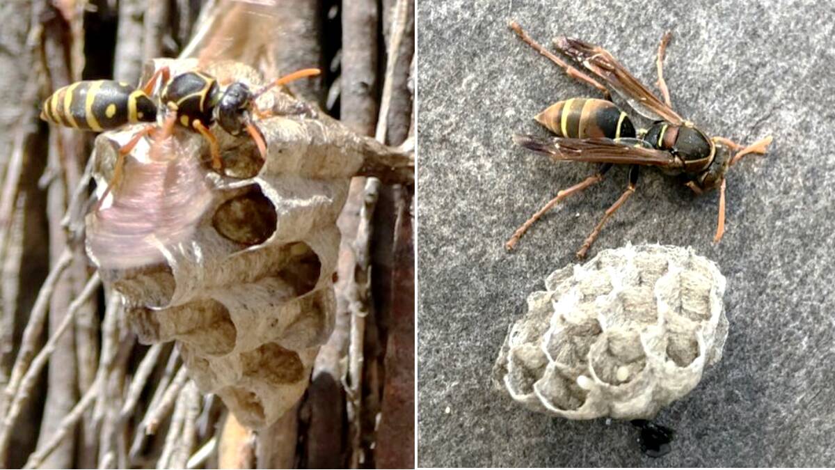 The invasive pest Asian paper wasp (Polistes chinensis - left) has a very similar appearance to a common local, non-invasive paper wasp (Polistes humilis - right).