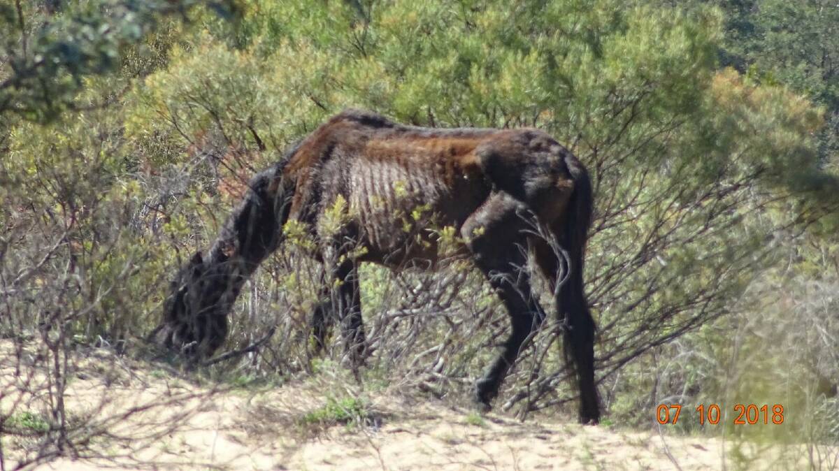 Concerns have been raised on the plight of starving wild horses as well as other plants and wildlife in Kosciuszko National Park. Picture: Alison Swain