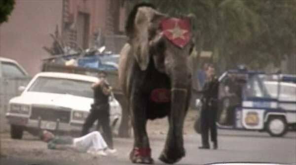 DOCUMENTARY OF AN OUTLAW: Tyke the elephant was shot dead after killing her circus handler and rampaging through the streets of Honolulu.