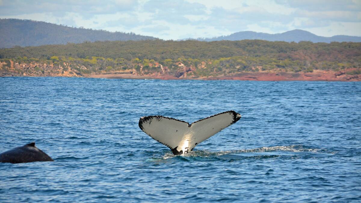 The official opening of the 2022 whale migration season is being hosted in Bermagui August 13.