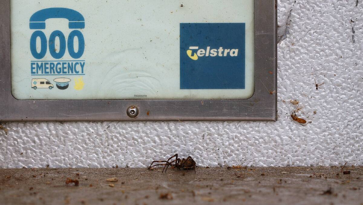 A spider infested phone booth along Tura Beach awaits cleaning. 