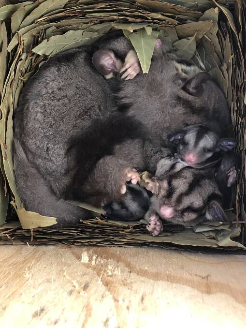 A family of sugar gliders nesting in one of BRAWL's habitat boxes on the Bega River. Photos: Supplied