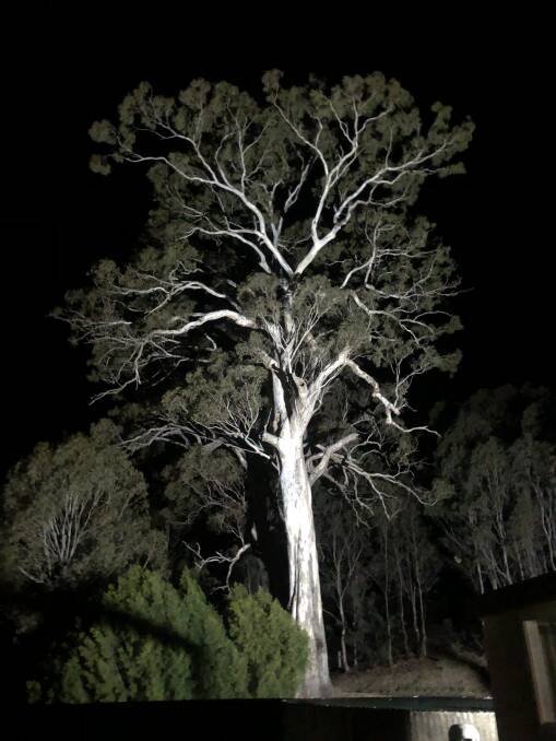 Clara Rogers of Black Range recently had a spotlight installed so she could enjoy this majestic gum tree at night.