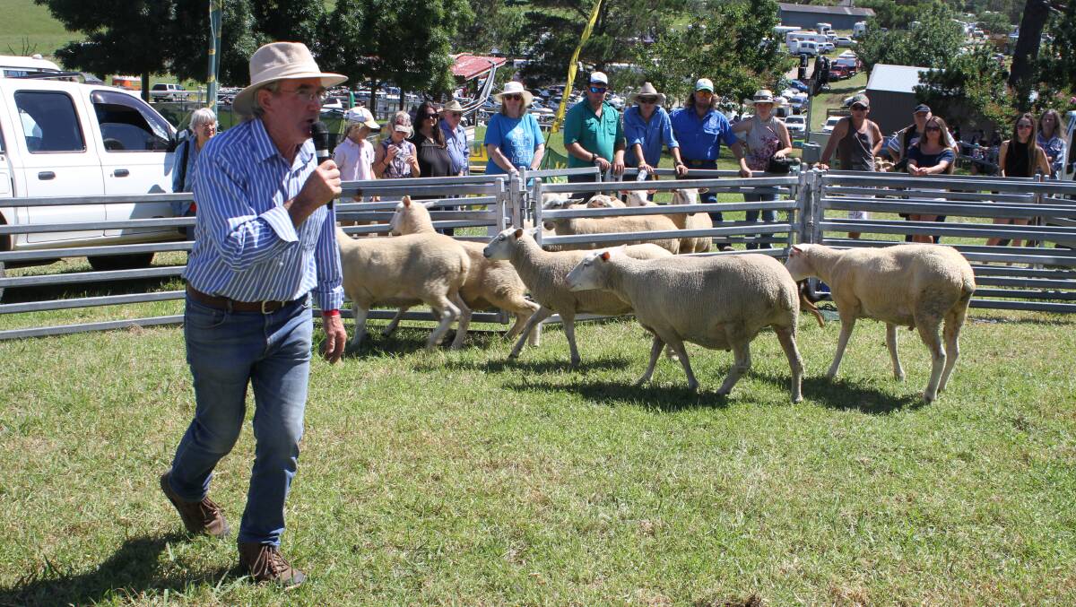 Sheep judging at the 2019 Cobargo Show.