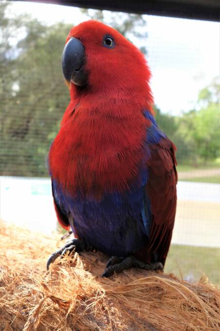  Proud Mum: Scarlett the Eclectus Parrot kept her chick a well kept secret from staff at Potoroo Palace. Photo supplied. 