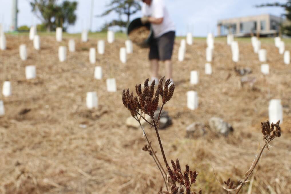 Regenerating the land: A mixture of native species were planted at the Tathra headland to mark one year since the bushfires. 