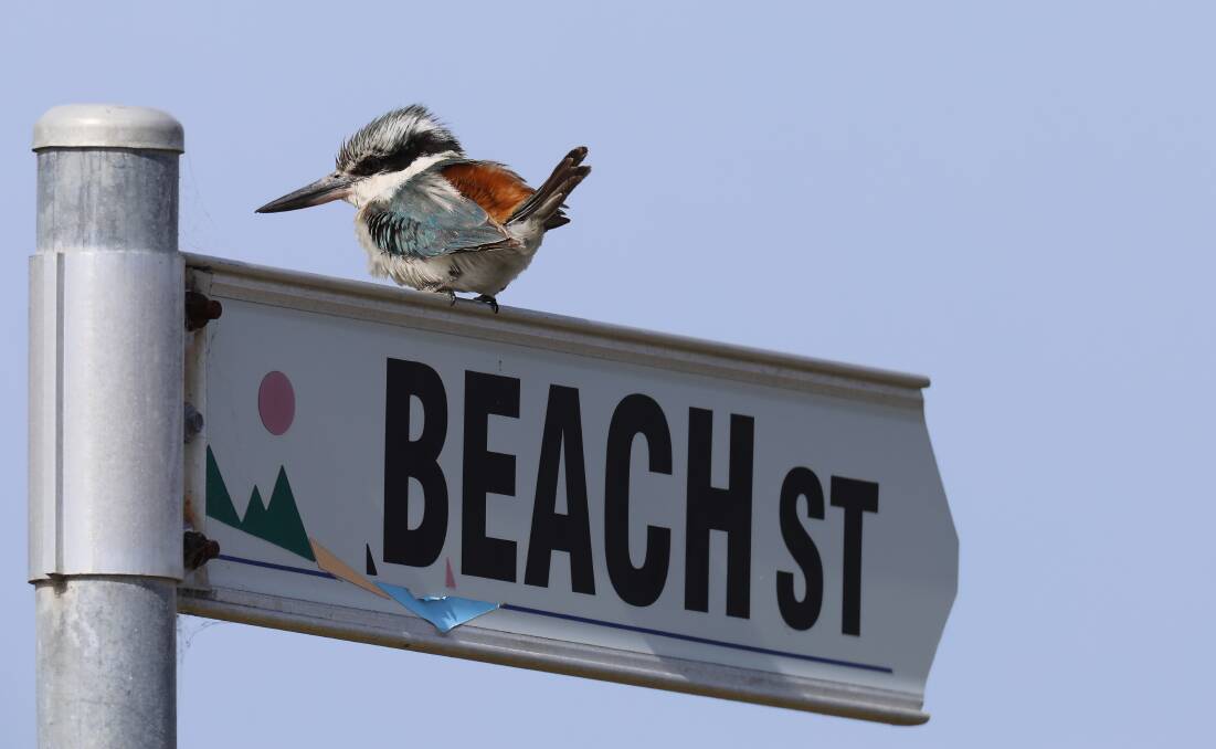 A red-backed kingfisher perches on a street sign at Tathra NSW on Monday, October 2, 2023. Picture by Steve Sass, EnviroKey