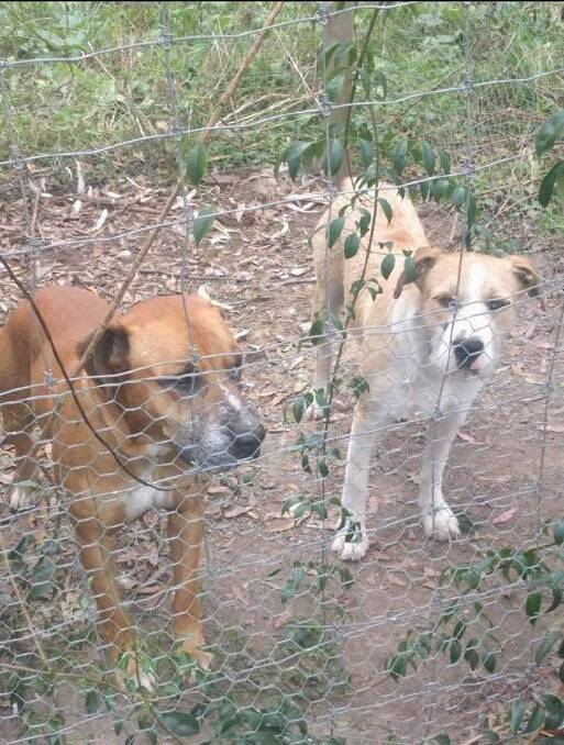 It's believed these are the two dogs responsible for this week's killing of chooks and ducks at multiple properties around Kalaru. Photo: Supplied