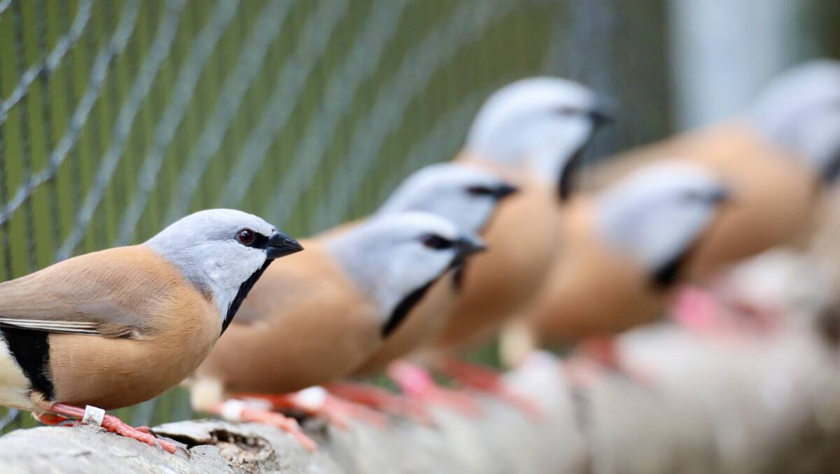 Tiny Zoo, based in the Bega Valley, is looking to increase the number of black-throated finch in captivity with an eye on future release into the wild. Photo: Supplied