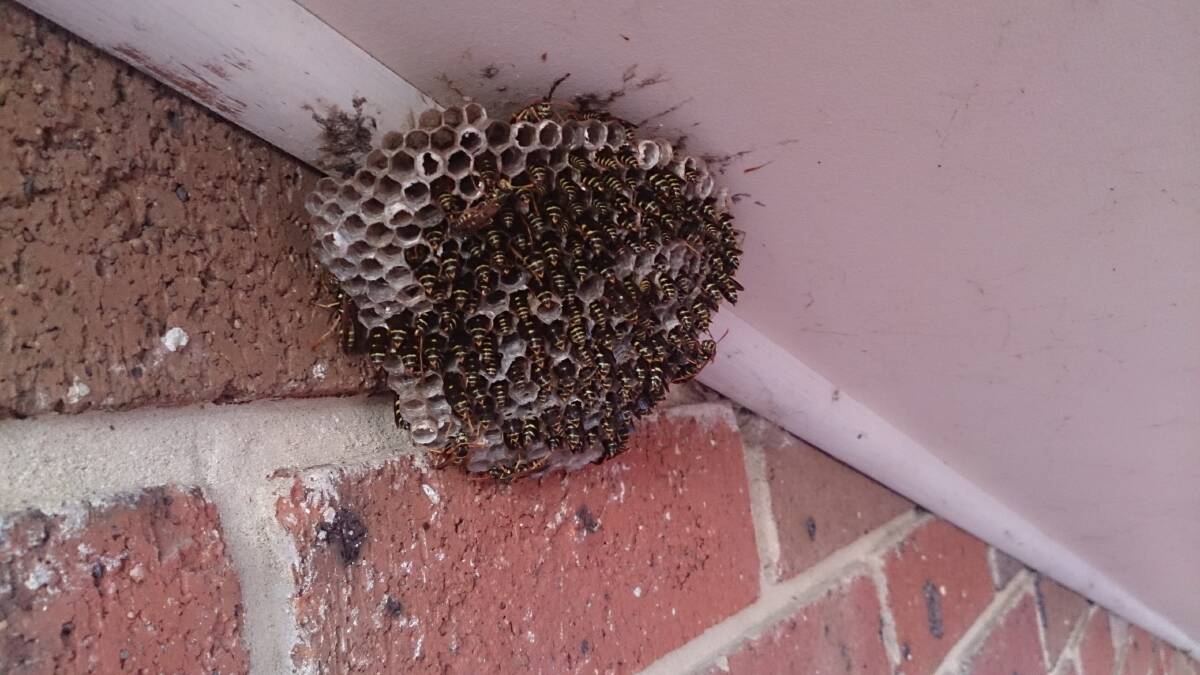 A large wasp nest at a home in Bega.