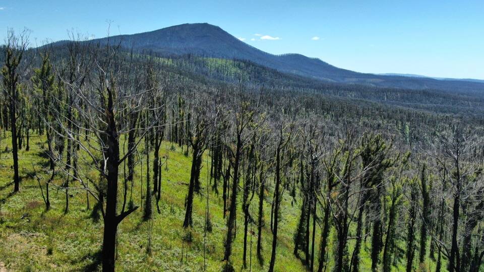 Letter writer Richard Barcham says proposed logging of fire-damaged East Boyd/Timbillica State Forest has to stop. Photo: David Gallan