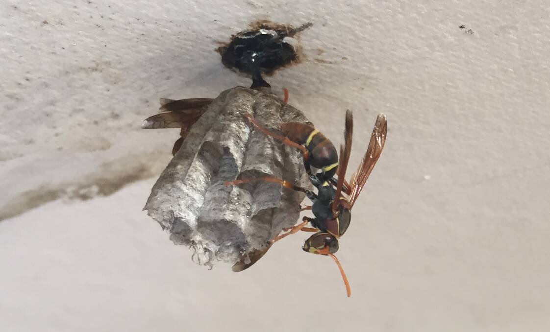 The beginnings of a nest being built by three wasps at a home in Bega.