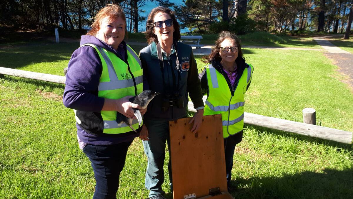Janine Green with NPWS ranger Wendy Noble and fellow WIRES FSE member
Karen Hopkins release a penguin in Eden