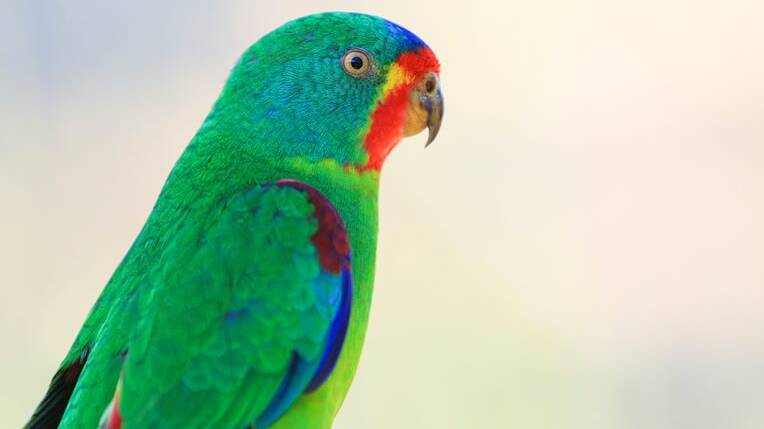 Swift parrots have begun their annual migration to Tasmania via the Far South Coast. Photo: Harrison Warne