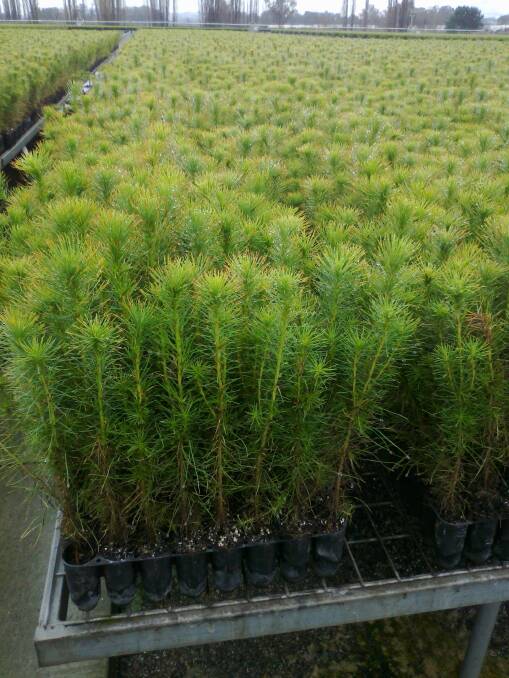 The seedlings were predominantly grown in Forestry Corporation's Tumut production nursery. Photo: Supplied