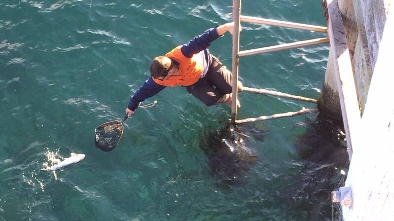 Scott Robinson netting an Australian salmon at the Merimbula Wharf, hooked by his colleague Paul Burns.