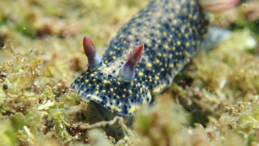 Join in the annual sea slug census, which runs from January 12-20 right along the coast from Batemans Bay to Mallacoota. Details atlasoflife.org.au
