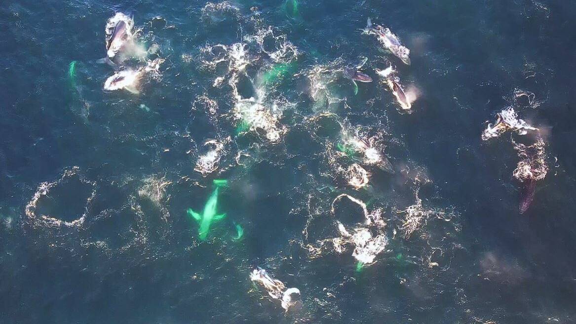 SPECTACULAR: A screen grab from Brett Dixon's footage of the mass whale feeding. 