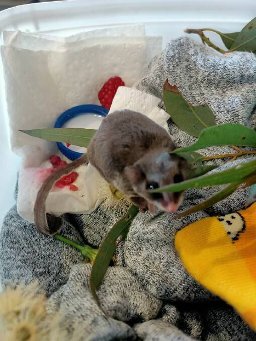 Peaky the feather-tail glider was rescued from bushfire-affected land Peak Alone and is being cared for with raspberries and fluids before her release.