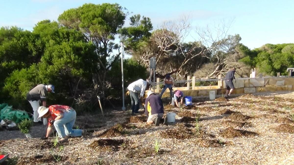Tathra Land Care volunteers plant more natives on the Tathra headland during a recent working bee.