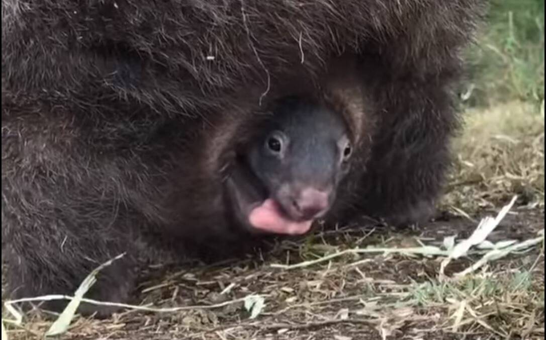 HELLO WORLD: A wombat joey peeks out from his mother's pouch at Cowsnest Wildlife Sanctuary in the Bega Valley. (Screen grab from a video posted by Cowsnest)