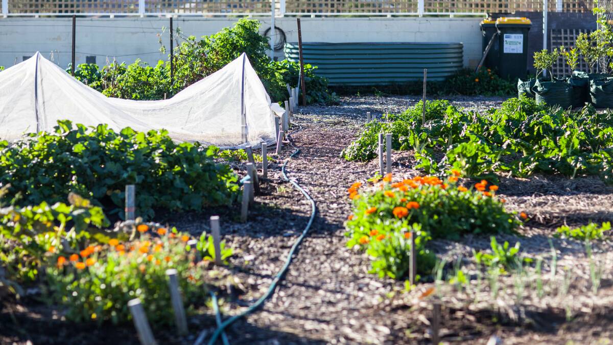 A community garden similar to what has been developed in Merimbula has been given the green light by council.