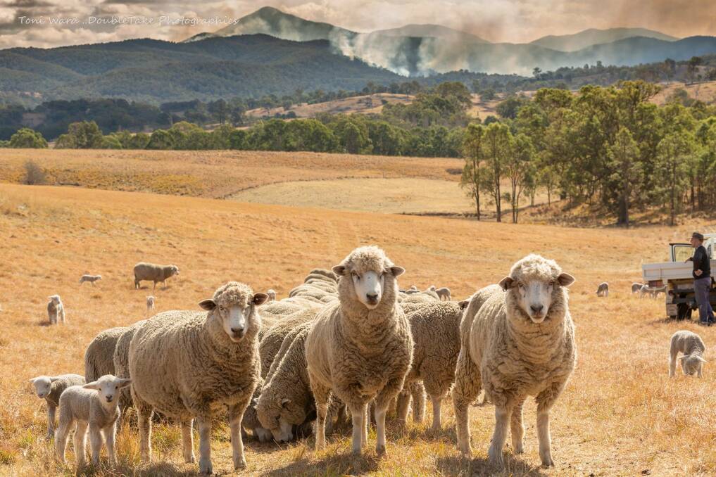 HOT AND DRY: Sheep and their new lambs are hand fed on incredibly dry property at Kameruka as the Yankees Gap fire burns in the distance. Picture: Toni Ward
