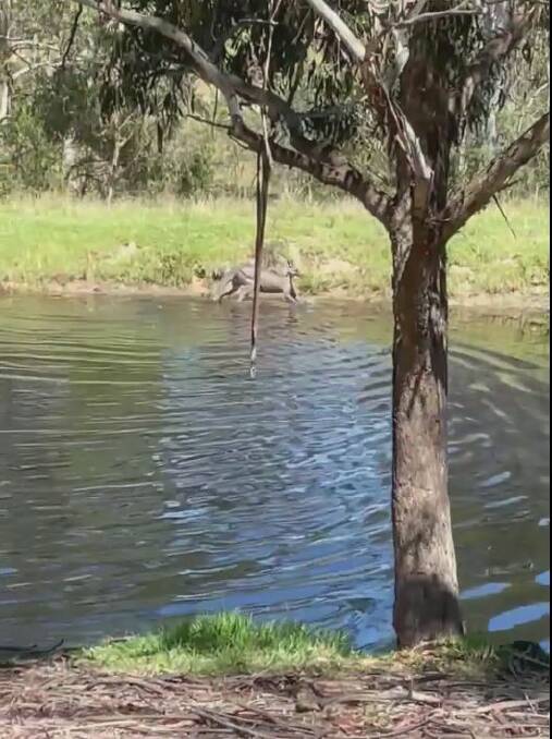 The stifling heat this week saw this roo heading for a swim at Wolumla. Watch the video online thanks to Brent Graham.