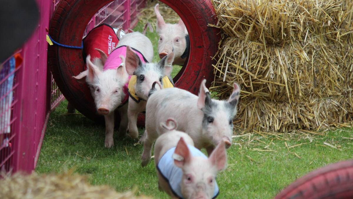 Enjoy a day at the races - pig races that is. Tathra Beach Country Club, April 9.