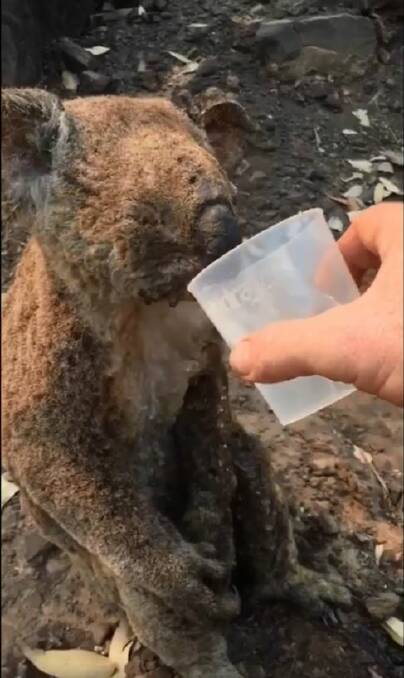 Doc gives the koala a badly-needed drink of water after finding it sitting beside a trail in the Bellangry State Forest.