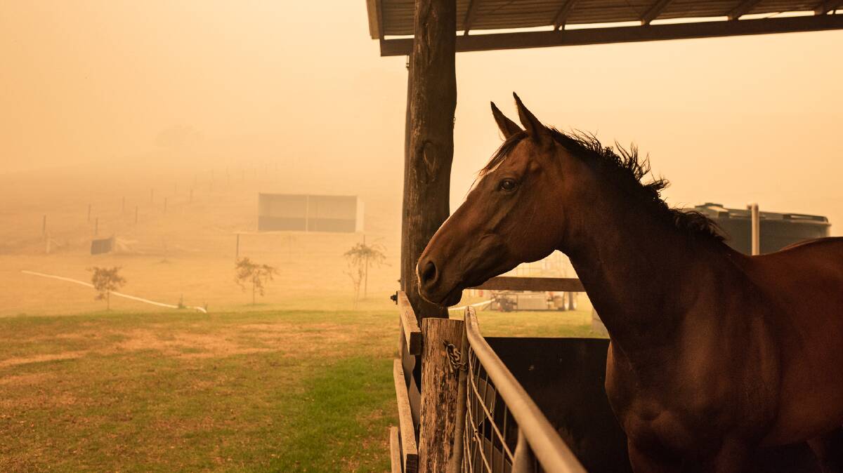 Socks, sheltered at Mount Darragh Friesians, watches as smoke and ash arrive ahead of the Border Fire, January 4, 2020.