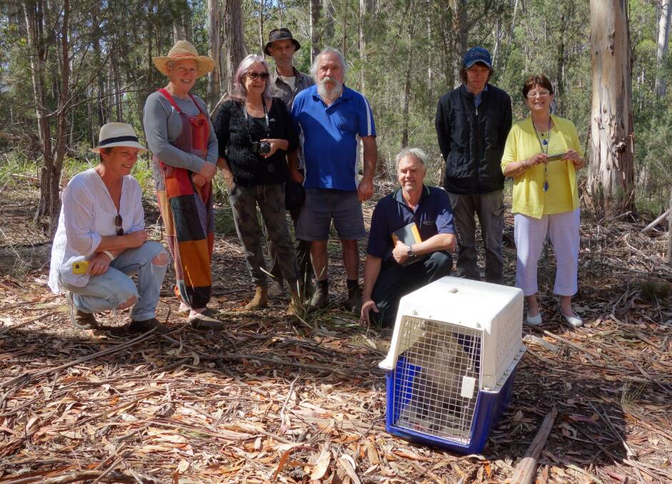 BACK TO THE BUSH: A group of caring locals assist with the release into the wild of a koala rescued from Wapengo Lake recently. Picture: John Marsh