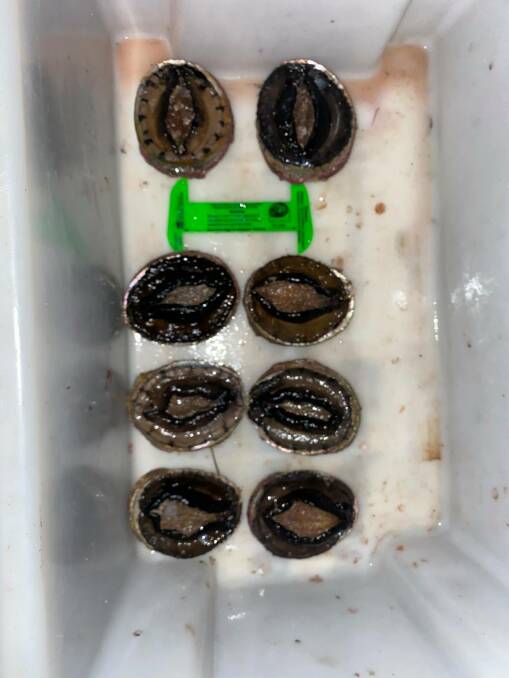 Six of the live abalone were undersize and returned to the water shortly after seizure.