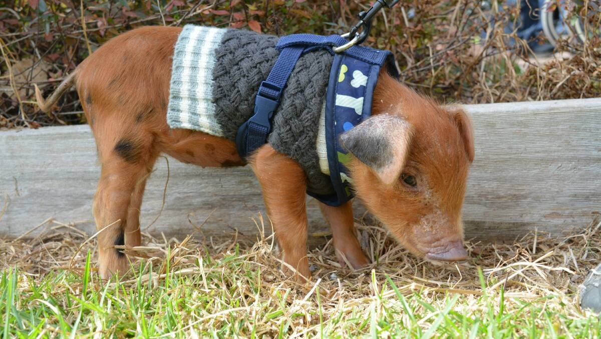 This little piggy was a star at the Bega Country Fair as part of the popular petting zoo.