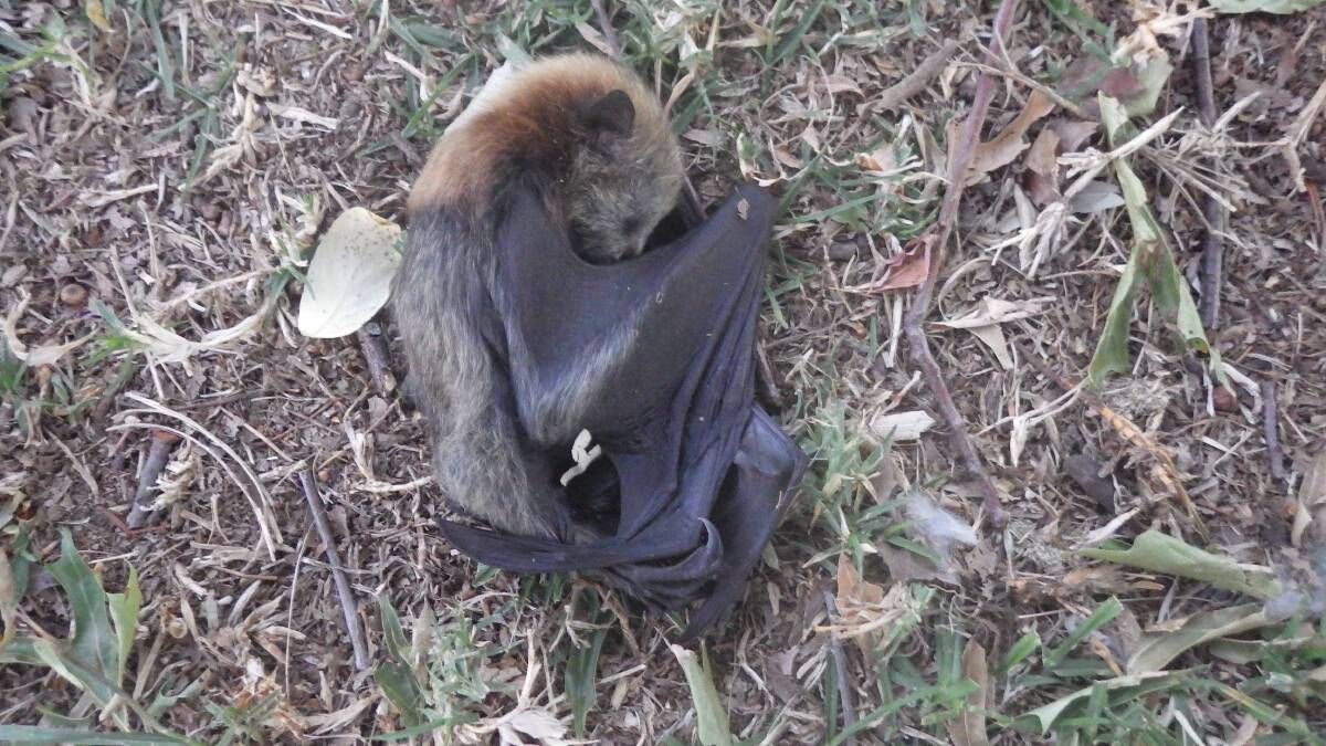 More than 80 juvenile flying foxes have been found dead at Glebe Lagoon in a matter of weeks.