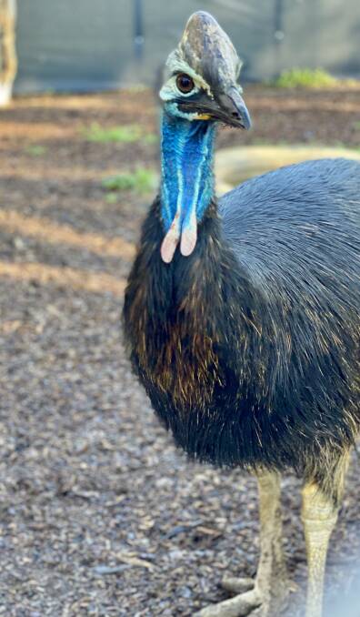 SETTLING IN: Adelaide the cassowary in her new home at Kyabram Fauna Park. Photo: Steve Sass