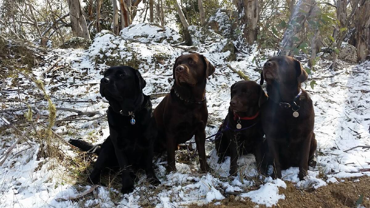 Snow falling on Friday evening and Saturday morning was a cool sight in Nimmitabel and surrounds, including for Hayley Stephens and her pups.