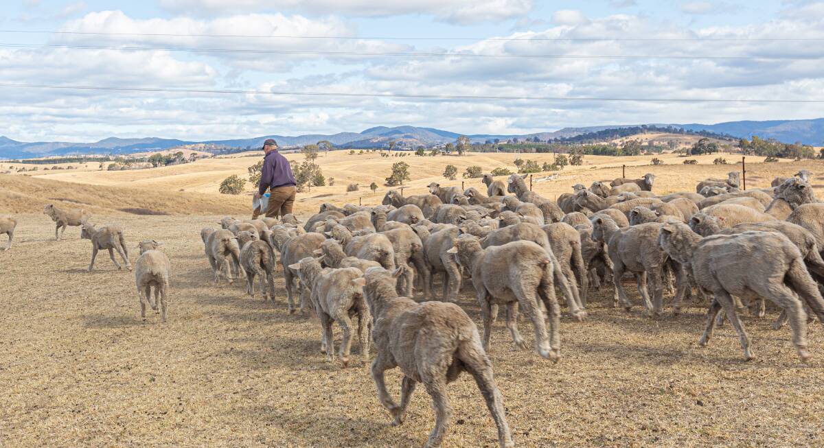 The normally lush green Bega Valley is a very dry shade of brown heading into spring, with farmers resorting to hand-feeding stock. Photo: Toni Ward