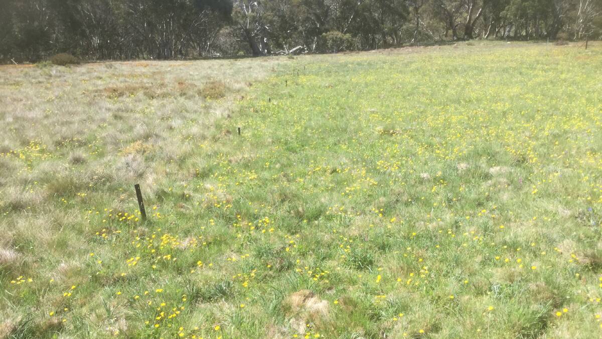 One of the HighFire Project's paddocks on Barry's property pictured 12 months ago. To the right of the dividing line is regularly burned.
