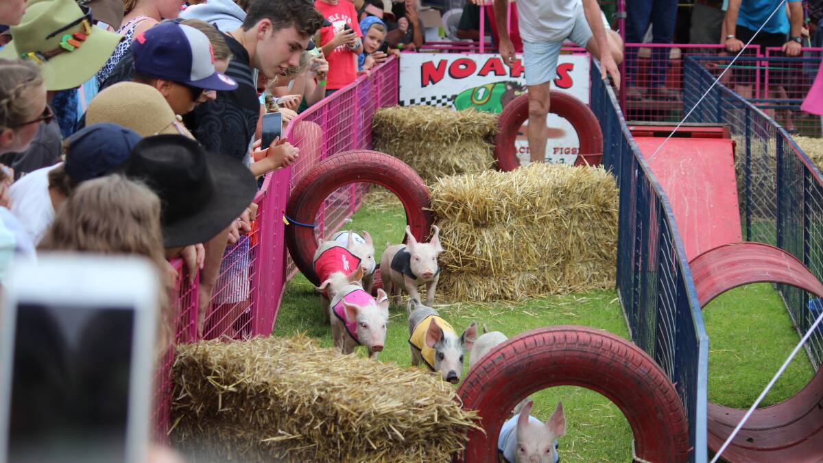 Tathra Pig Races squealy good fun to head into New Year