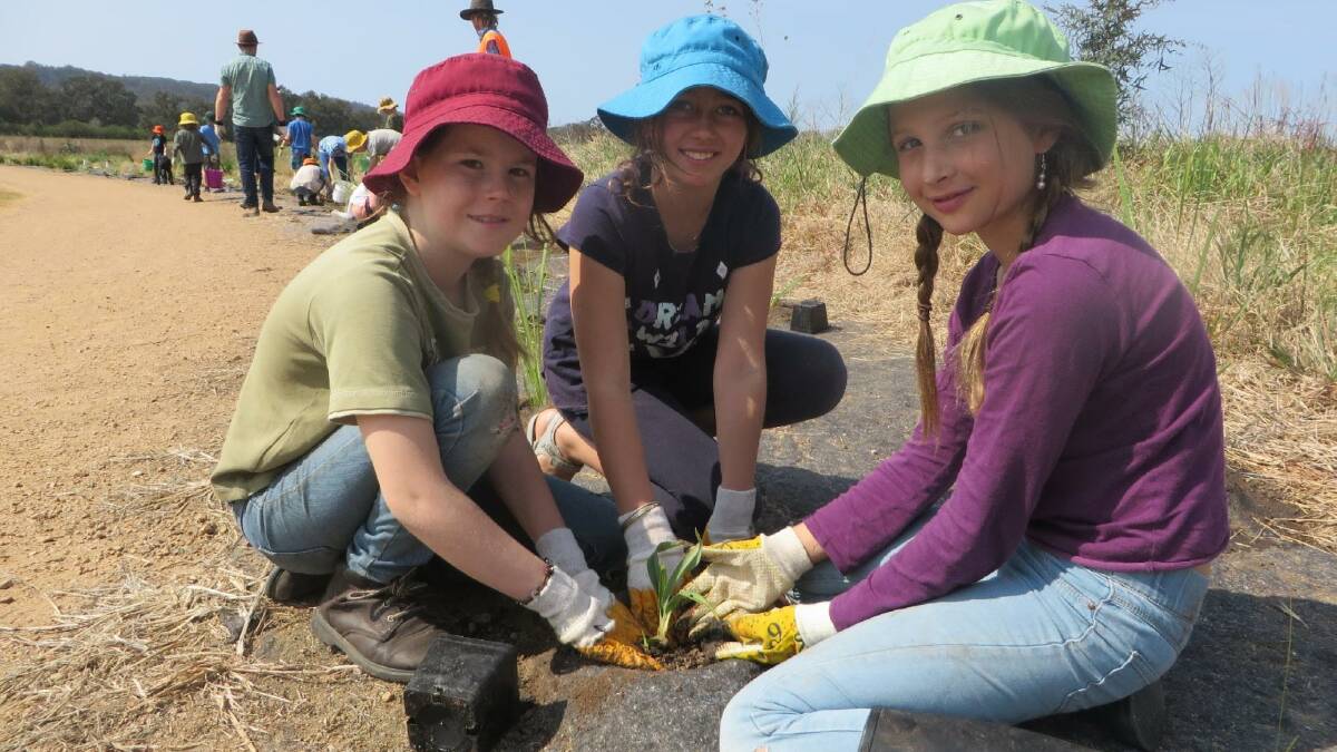 Phoebe Clark, Jasmine Irving and Isla Cook enjoy planting a seedling at a BRAWL working bee.