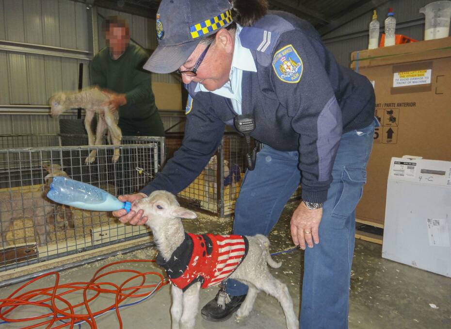 Inmates and staff at Cooma Correctional Centre care for orphaned lambs. Photo: Supplied