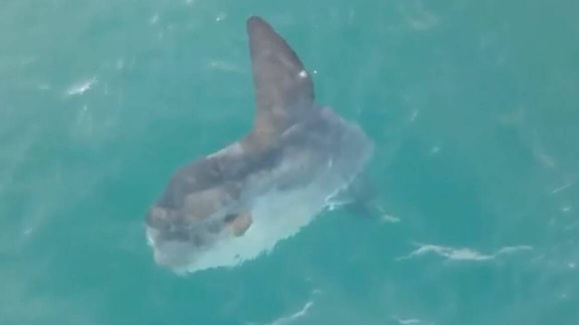 Tathra resident and drone photographer Terry Dixon has been spotting sunfish in the bay in recent weeks. Check out the video footage on our site at https://bit.ly/3SEfr0t
